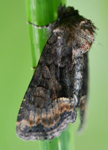 Réf. 343 131 : Oligia latruncula